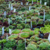 <em>Visite du</em> 17/09/2016 Délices de Plantes - Cesson-Sévigné
