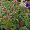 <em>Visite du</em> 17/09/2016 Délices de Plantes - Cesson-Sévigné
