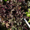 <em>Visite du</em> 17/09/2016 Délices de Plantes - Cesson-Sévigné