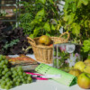 <em>Visite du</em> 17/09/2016 Délices de Plantes - Cesson-Sévigné