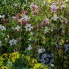 <em>Visite du</em> 17/09/2016 Délices de Plantes - Cesson-Sévigné
