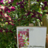 <em>Visite du</em> 17/09/2016 Délices de Plantes - Cesson-Sévigné