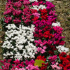 <em>Visite du</em> 17/09/2016 Délices de Plantes - Cesson-Sévigné