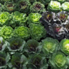<em>Visite du</em> 17/09/2016 Délices de Plantes - Cesson-Sévigné