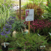<em>Visite du</em> 17/09/2016 Délices de Plantes - Cesson-Sévigné