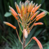 Jardin du Pellinec