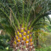Jardin du Pellinec