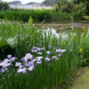 Jardin du Pellinec