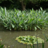 Jardin du Pellinec