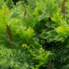 Jardin du Pellinec