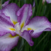 Jardin du Pellinec
