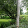 Jardin du Pellinec