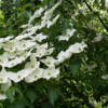Jardin du Pellinec