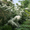 Jardin du Pellinec
