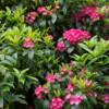 Jardin du Pellinec