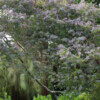Jardin du Pellinec