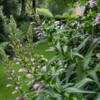 Jardin du Pellinec