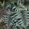 Jardin du Pellinec