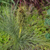 Jardin du Pellinec
