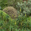 Jardin du Pellinec