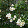 Jardin du Pellinec - Carpenteria californica