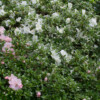 Jardin du Pellinec