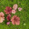 Jardin du Pellinec