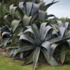 Jardin du Pellinec - agave géant