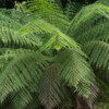 Jardin du Pellinec