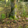 Sous un arbre perché - Guerlesquin