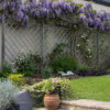 The white Clematis race up towards the Wisteria sinensis