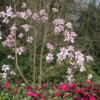 Parc Botanique de Haute Bretagne