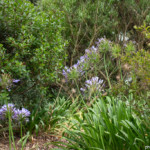 Jardins du Kestellic