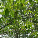 Jardins du Kestellic