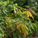 Jardins du Kestellic