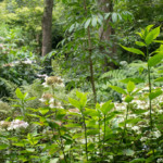 Jardins du Kestellic