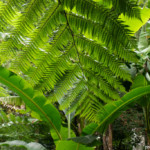 Jardins du Kestellic