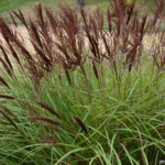 Jardins du Kestellic