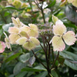 Jardins du Kestellic