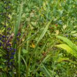 Jardins du Kestellic