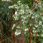 Jardins du Kestellic