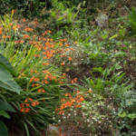 Jardins du Kestellic