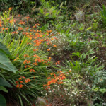 Jardins du Kestellic