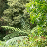 Jardins du Kestellic