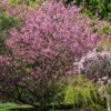 Parc Floral Haute Bretagne avril 2019