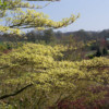 Parc Floral Haute Bretagne avril 2019