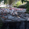 Parc Floral Haute Bretagne avril 2019