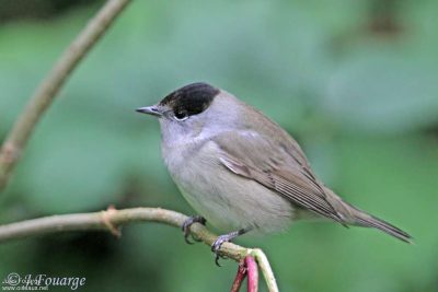 Fauvette à tête noire. Famille des Sylviidés. Ordre : Passériformes