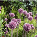 Allium 'Summer Drummer'
