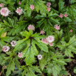 <em>tiarella</em> 'Pink Skyrocket' 16/05/2019